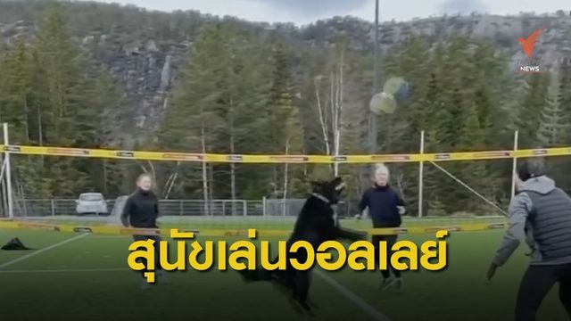 สุนัขโชว์ลีลาเล่นวอลเลย์บอลร่วมกับมนุษย์
