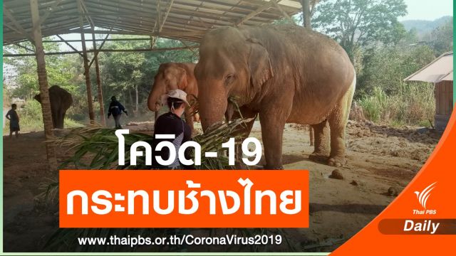 ภาคประชาชน ระดมทุนช่วยคนเลี้ยงช้าง รายได้หด หมดเงินจ้าง และซื้ออาหารช้าง