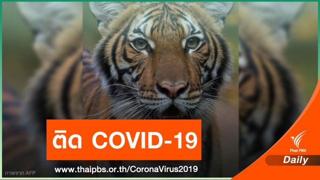 "นาเดีย" เสือในสวนสัตว์นิวยอร์ก ติดเชื้อ COVID-19 