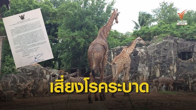 ระงับนำเข้า-ส่งออกม้าลาย-ยีราฟ เจอกาฬโรคระบาด