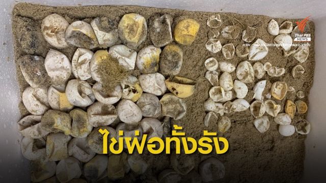 ขุดหลุมไข่เต่ามะเฟืองเกาะคอเขาไม่ฟัก พบเป็นไข่ลม