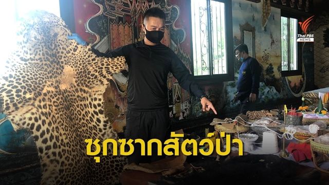 พญาเสือค้นอาศรม รวบพ่อค้าขายวัตถุมงคล-ซากสัตว์ป่าอื้อ