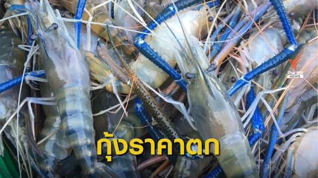 ผู้เลี้ยงกุ้งก้ามกราม ร้อง!  กุ้งราคาตก ไม่มีคนซื้อ