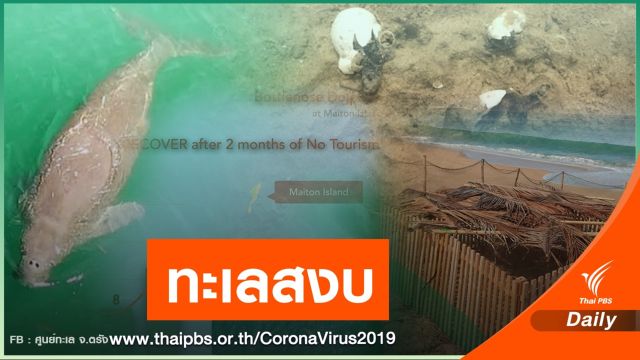 คนเงียบ! เต่ามะเฟืองวางไข่ 11 รัง ทะเลภูเก็ต-พังงา สะอาดขึ้น