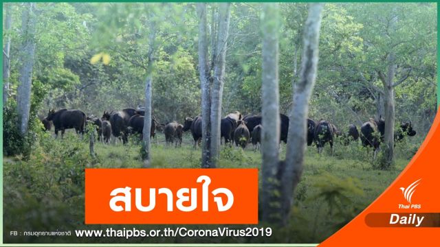 "คืนบ้านสัตว์ป่า" ฉลามหูดำ-กระทิงน้อย-ค่างแว่นแฝด โผล่โชว์ตัว