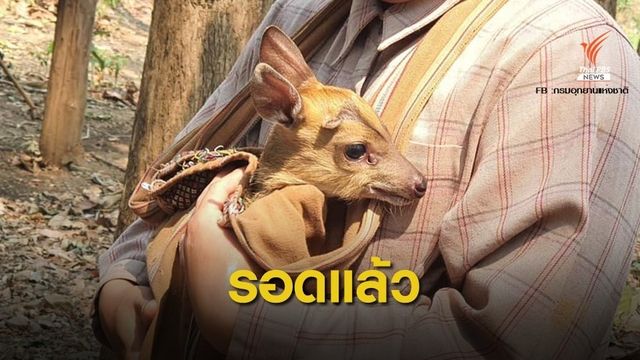 รอดตาย! ลูกเก้งหนีไฟป่าจนพลัดหลงแม่ 