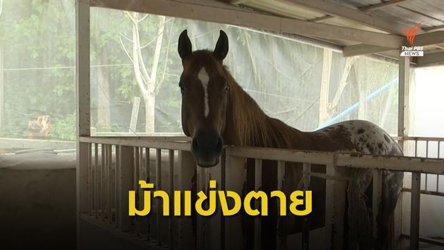 ม้าแข่งตายเกือบ 300 ตัว ติดกาฬโรคแอฟริกาในม้า