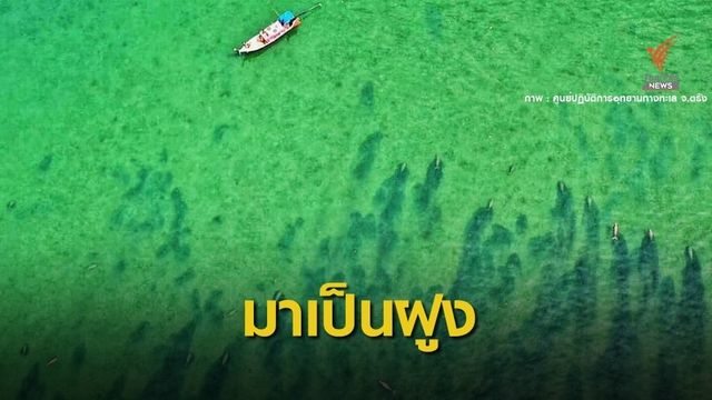 อิ่มใจ! ภาพมุมสูงฝูงพะยูนกว่า​ 20​ ตัวโผล่ที่บ้านมาเรียม