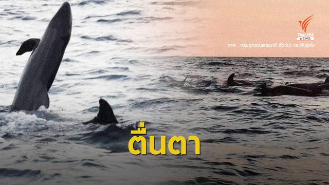 ครั้งแรก "วาฬเพชฌฆาตดำ" ฝูงใหญ่โผล่อวดโฉมหมู่เกาะลันตา 