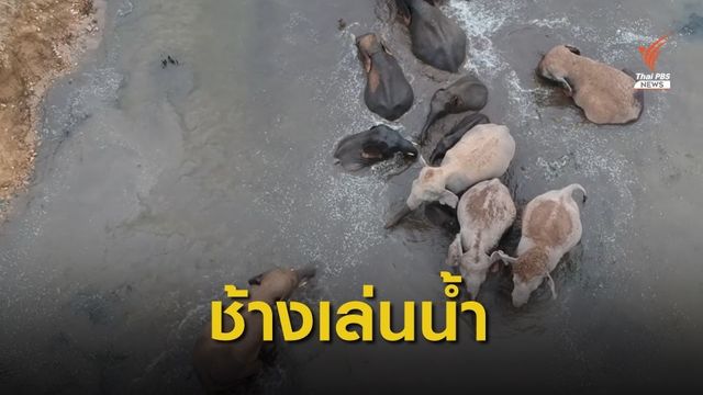 นักท่องเที่ยวแห่ชม "ช้างป่าเขาใหญ่" กว่า 30 ตัว ลงเล่นน้ำ