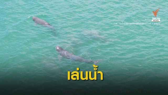 ทะเลสงบพบ "ฝูงโลมาอิรวดี" อวดโฉมว่ายน้ำเล่นที่เกาะช้าง