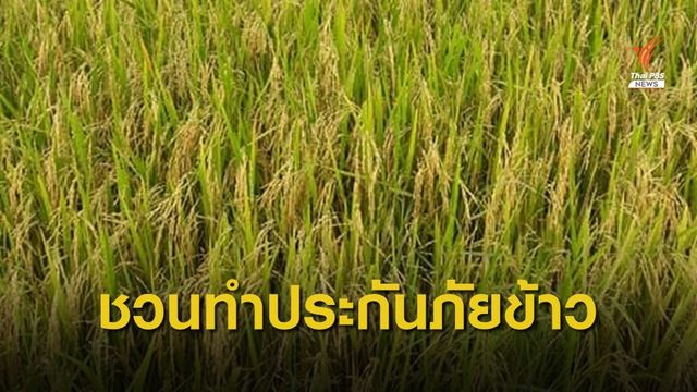 ธ.ก.ส. เปิดรับทำประกันภัยข้าวนาปี ปีการผลิต 2563