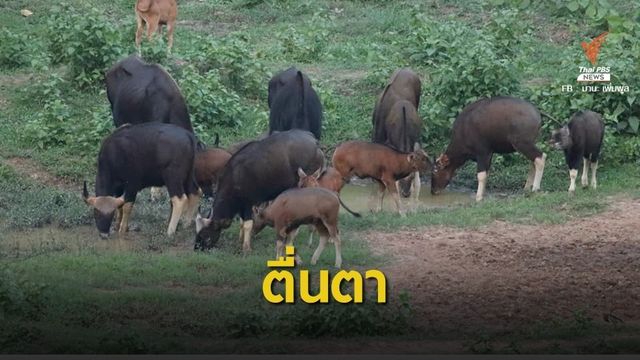 ข่าวดี! "ลูกกระทิง" นับ 10 ตัวรวมฝูงหลังปิดป่าแก่งกระจาน 