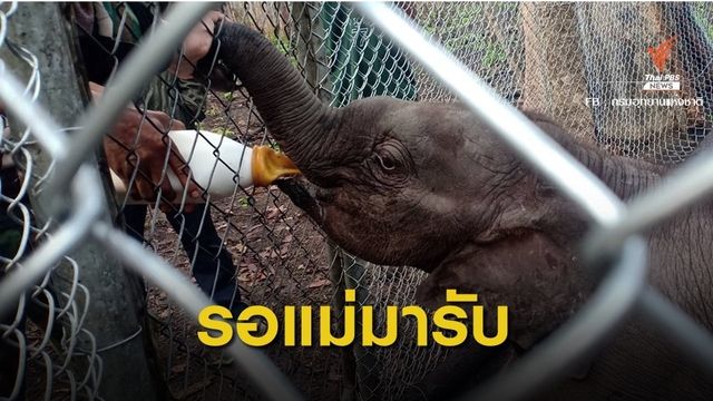 รอลุ้น! ลูกช้างป่าห้วยขาแข้งยังรอแม่มารับคืน  