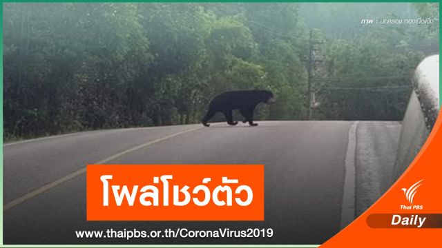 "หมีหมา" โชว์ตัวเขาใหญ่ หลังปิดรับนักท่องเที่ยวช่วง COVID-19