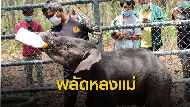เร่งช่วย "ลูกช้างป่า" ห้วยขาแข้ง พลัดหลงแม่ 