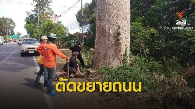 ค้านตัดต้นยางนา 100 ปีขยายถนนสายยโสธร 
