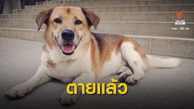 เศร้า! "เตี้ย มช." สุนัขแสนรู้วิ่งขึ้นดอยตายแล้ว