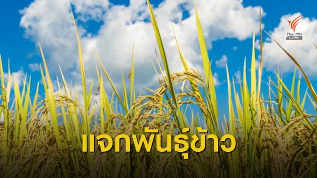 "กรมการข้าว" แจก 5 พันธุ์ข้าวพระราชทาน ให้เกษตรกรทั่วไทย