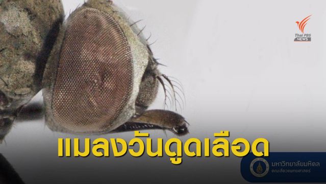 แปลก! ม.มหิดล ค้นพบ "แมลงวันดูดเลือด" ชนิดใหม่ของโลก