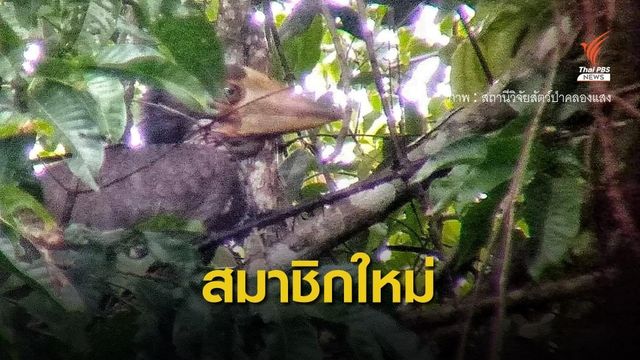 ข่าวดี! ต้อนรับสมาชิกใหม่ "ลูกนกชนหิน" ป่าคลองแสง