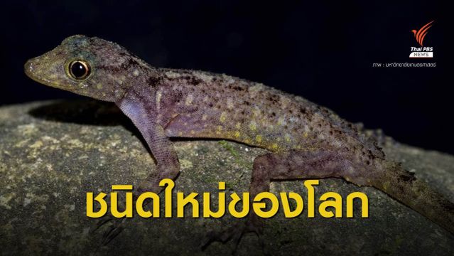 สุดเจ๋ง! ทีมวิจัย ม.เกษตรฯ ค้นพบ "จิ้งจกนิ้วยาว" ชนิดใหม่ของโลก 