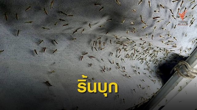 ริ้นน้ำจืดนับพันตัวบุกชุมชนเกาะกลางริมน้ำ เขตคลองเตย  กทม.