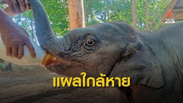 ฟื้นฟูร่างกาย ลูกช้างป่าห้วยขาแข้งพลัดหลง แผลที่ขาดีขึ้นมาก