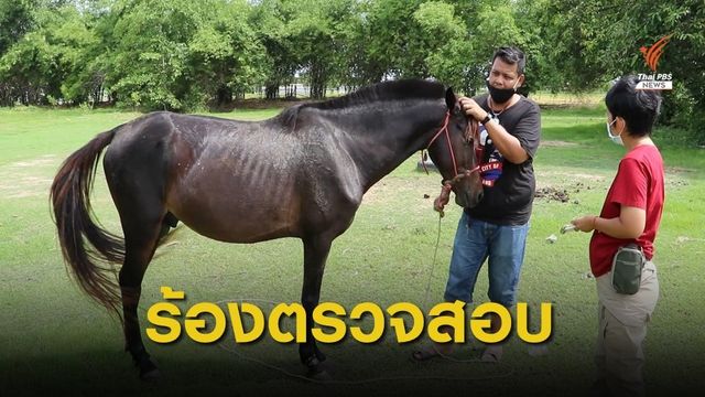 ร้องกรมปศุสัตว์สอบต้นตอ "กาฬโรคในม้า" ระบาด