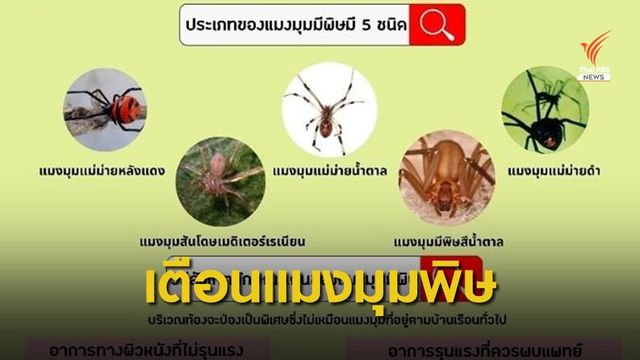 หมอเตือนระวัง "5 แมงมุมพิษ" ถูกกัดต้องรีบล้างแผล-ประคบเย็น