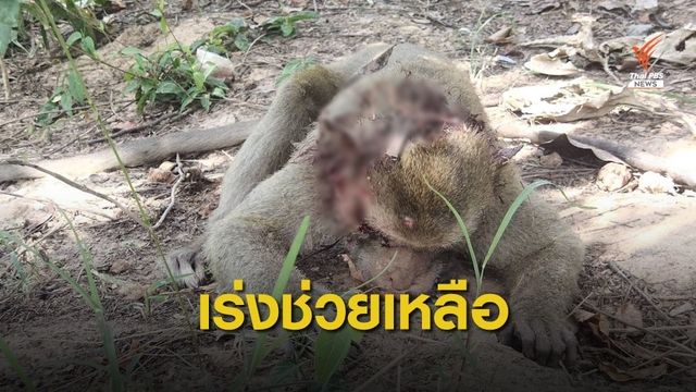 สัตวแพทย์เร่งช่วย "ลิงแสม"ถูกไฟช็อตตกเสาไฟ อาการสาหัส