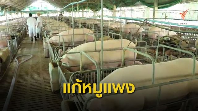 ผู้ค้าเสนอคุมราคาโรงชำแหละแก้ปัญหาหมูแพง 
