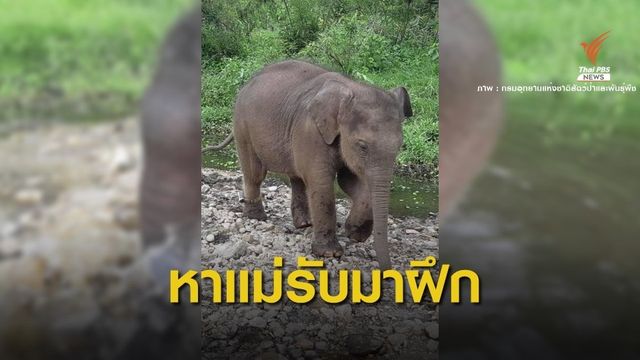 เล็งใช้ "แม่รับ" ช้างป่าดอยผาเมือง ฝึกลูกช้างห้วยขาแข้งหลงแม่ 