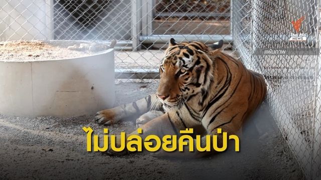 กรมอุทยานฯ ลั่นไม่คิดปล่อย "เสือโคร่งกรงเลี้ยง" คืนสู่ป่า 