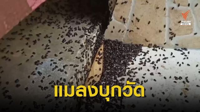 แมลงปีกแข็งบุกวัด จ.พิจิตร สร้างความเดือดร้อน