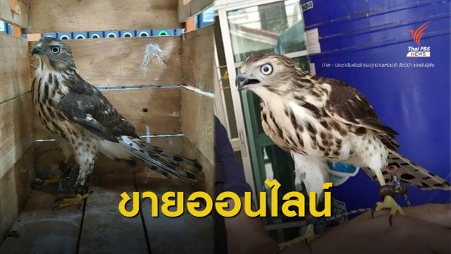 "เหยี่ยวดง​" จับแม่ค้าโพสต์ขาย "นกเขาชิครา" สัตว์ป่าคุ้มครอง