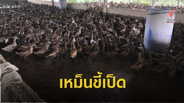 ชาวบ้านทนเหม็นกลิ่นขี้เป็ดฟาร์มใกล้ชุมชนนานกว่า 4 ปี จ.พิจิตร