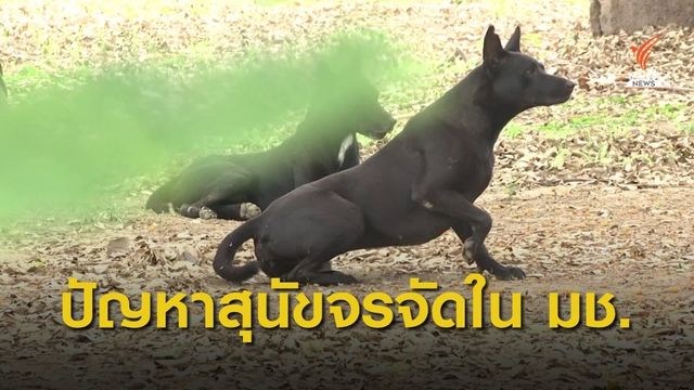 ปัญหาสุนัขจรจัดกว่า 200 ตัว ใน มช.