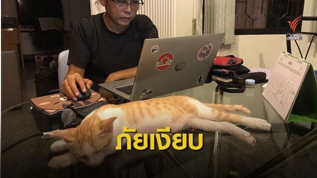 ทาสแมวต้องระวัง "โรคขี้แมวขึ้นสมอง" แต่มีอาการทางตา