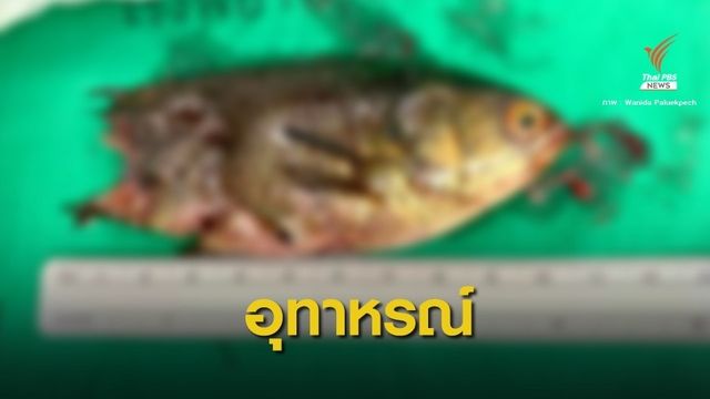 "หมอเตือน" อย่าประมาทหลังผ่าตัดปลาหมอออกจากปากคนไข้