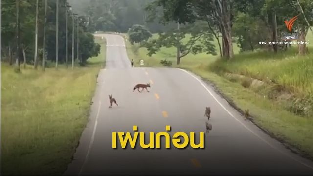 หาดูยาก! "หมาจิ้งจอก" โกยแนบ หลังถูกฝูงหมาในวิ่งไล่