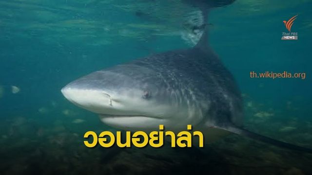“วราวุธ” แนะหาทางเฝ้าระวัง “ฉลาม” อย่าตั้งค่าหัวล่า