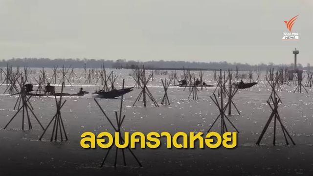 เย้ยกฎหมาย ลักลอบคราดหอยแครง อ่าวปากนคร 