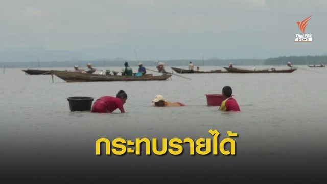 "สุราษฎร์ธานี" ห้ามซื้อขายหอยแครง 3 วัน กระทบรายได้ชาวบ้าน