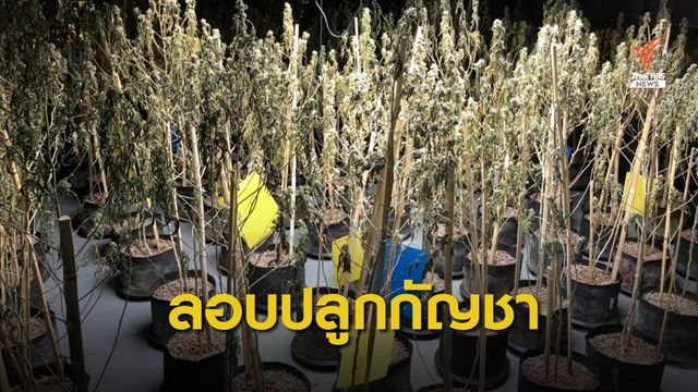 บุกโรงเรือนกัญชา อ่อนนุช 82 