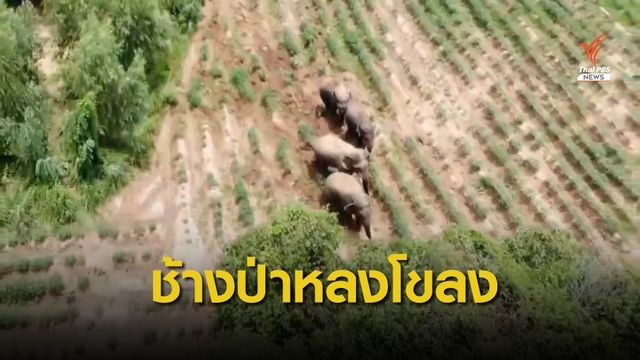 พบช้างป่าเขาอ่างฤาไนอีก 4 ตัวที่ จ.ปราจีนบุรี