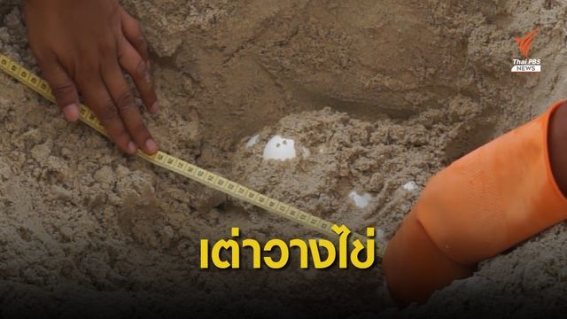 พบเต่าทะเลขึ้นมาวางไข่บนชายหาดเกาะสมุยเพิ่ม 2 รัง