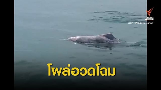 พบโลมาโผล่อวดโฉมบริเวณหาดม่วงงาม จ.สงขลา