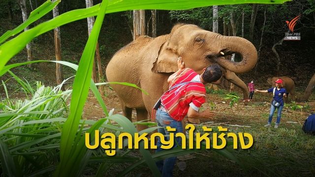 เชียงใหม่ปลูกอ้อย-หญ้า รับช้างกลับบ้าน