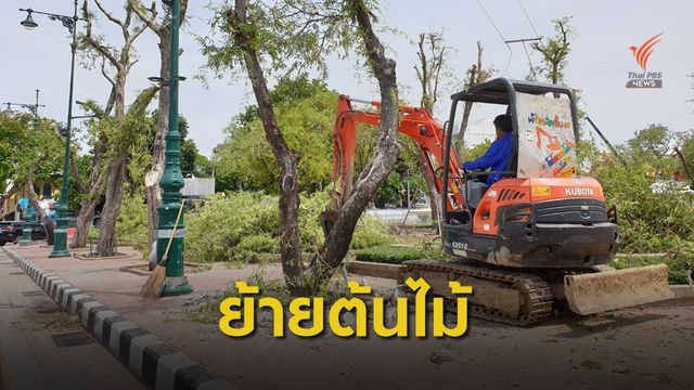 ล้อมต้นไม้ใหญ่หน้าพระลาน เตรียมสร้างอุโมงค์ทางเดินลอด